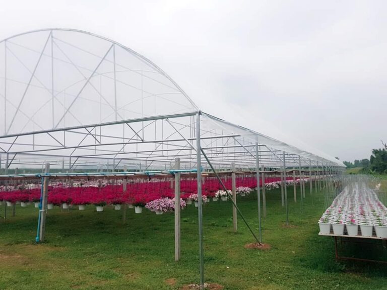 CKES Green รูปgreenhouse