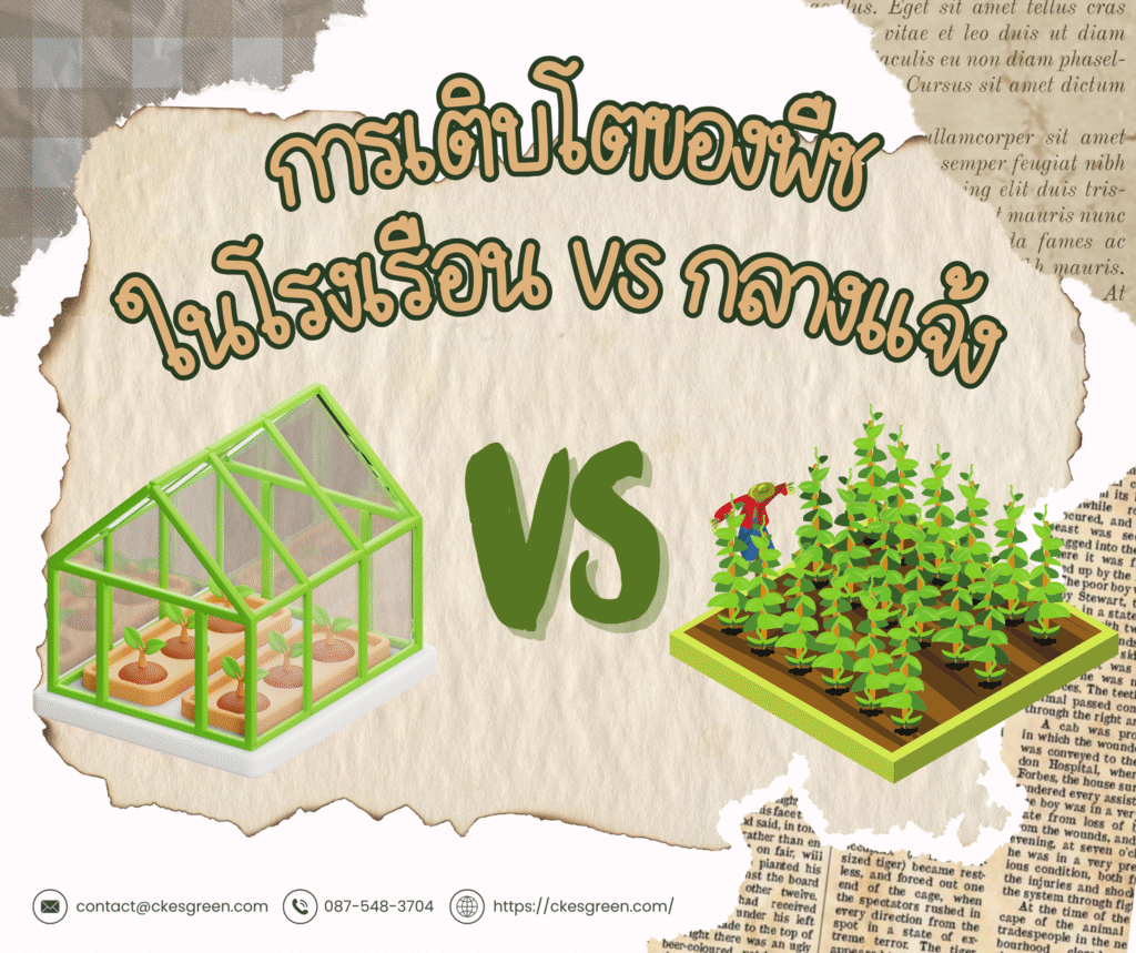โรงเรือน vs กลางแจ้ง