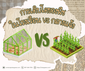 โรงเรือน vs กลางแจ้ง