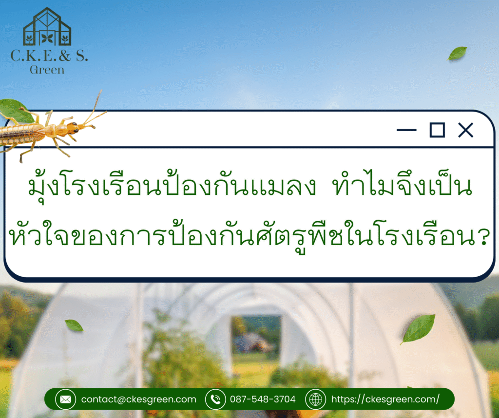 รูปมุ้ง