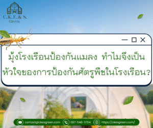 รูปมุ้ง