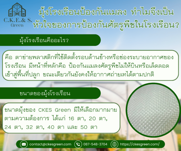 รูปมุ้ง3